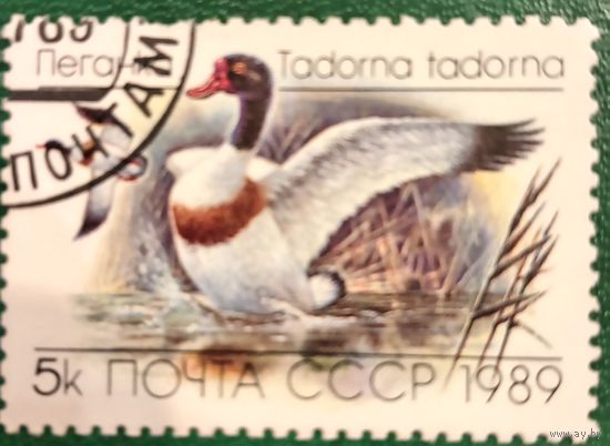СССР 1989. Фауна. Птицы. Пеганка. Марка из серии