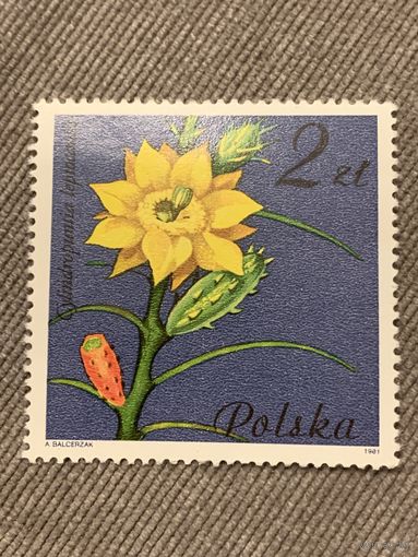 Польша 1981. Цветы. Cylindropunilia Leplocaulia. Марка из серии