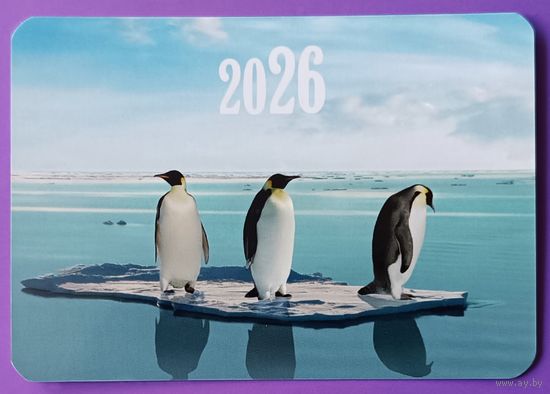 Пингвины. Календарик, глянец, 2026.ТРАСКО
