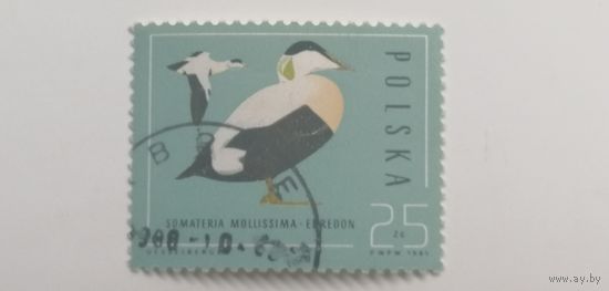Польша 1985. Утки.