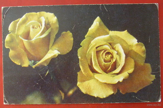 Розы. Чистая. 1971 года. Игнатович. *74.