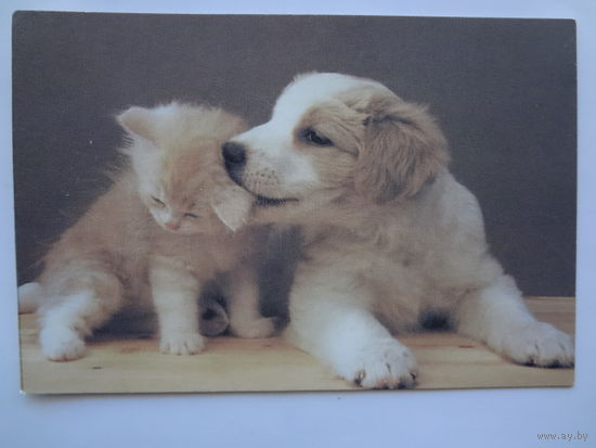 Календарик 1996 г. Щенок играет с котенком.