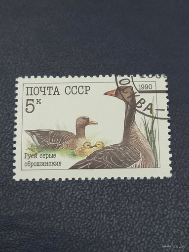 СССР 1990г. Гуси серые оброщинские.