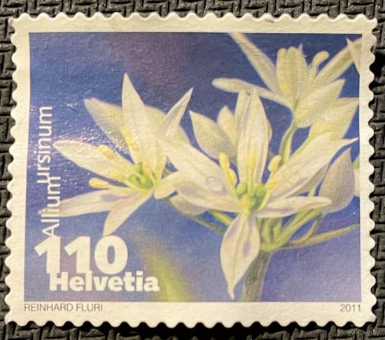 ЦІКАВІЦЬ АБМЕН! 2011, Allium ursinum (110)