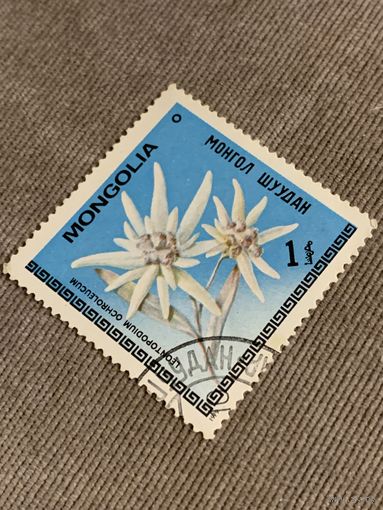 Монголия 1979. Цветы. Leontopodium ochroleucum. Марка из серии