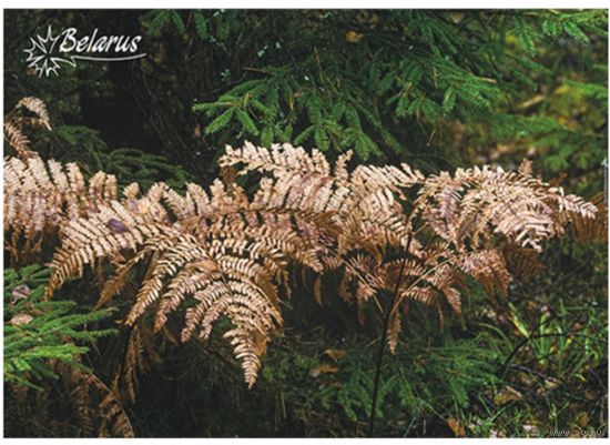 Папоротник. Открытка, глянец