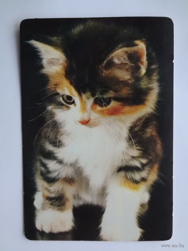 Календарик 1997 г. Котенок.