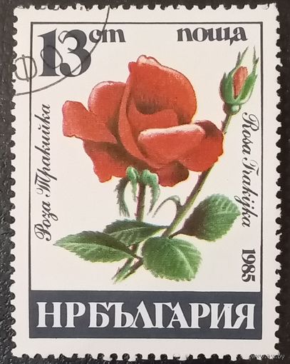 Болгария 1985. Флора. Роза Тракийская
