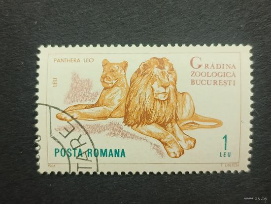 Румыния 1964. Бухарестский зоопарк. Лев