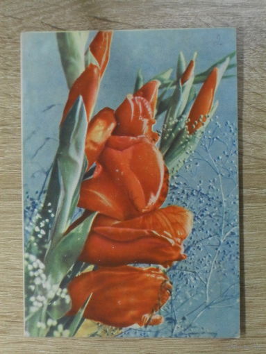 ПОДПИСАННАЯ ОТКРЫТКА СССР. "ГЛАДИОЛУСЫ" фото. Т. АНАНЬЕВОЙ 1965 год.