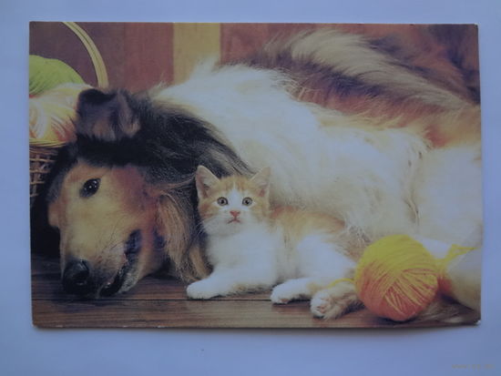 Календарик 1996 г. Собака и котенок.