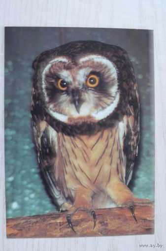 Сова болотная; 1990, чистая (цена за 1 шт., разные оттенки).
