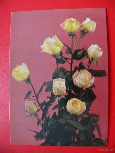 Пшиемски А., Розы, 1981, чистая (Польша).