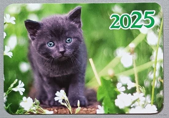 Котенок. Календарик, 2025, глянец
