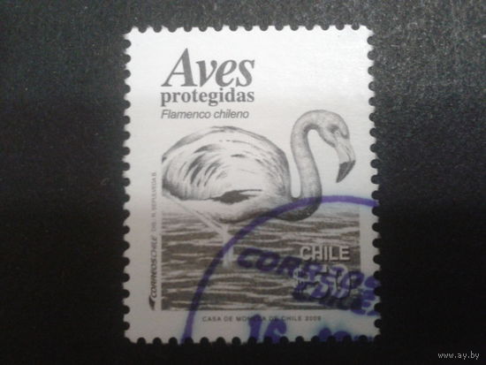 Чили 2009 фламинго