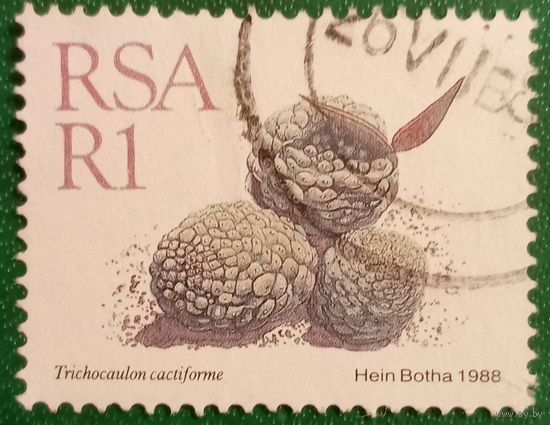 ЮАР 1988. Растение Trichocaulon Cactiforme