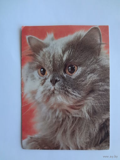 Календарик 1993 г.  Кот. (42).