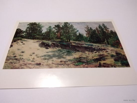 Открытка. И. И. Шишкин. Молодые сосенки у песчаного обрыва.