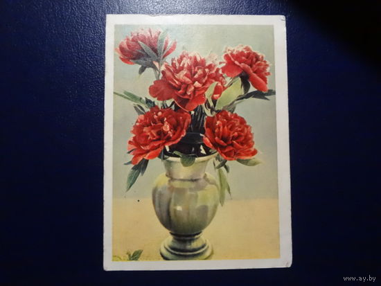 Пионы.  1963 г.