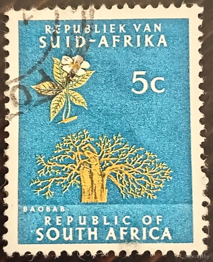 Южная Африка 1961. Дерево Баобаб