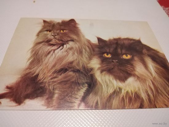 Открытка. Кошки.. Польша.