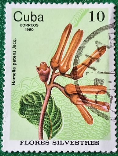 Куба 1980. Дикорастущие цветы. Хамелия отклоненная