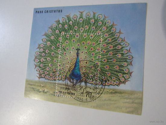 PAVO Cristatus   Птица Павлин