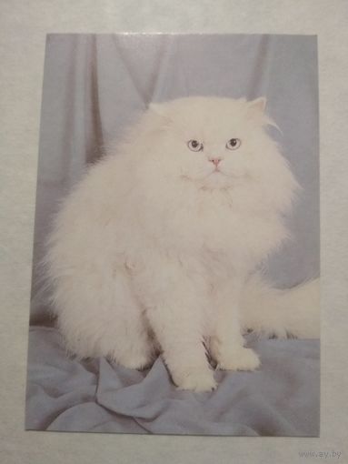 Карманный календарик. Котик.1993 год