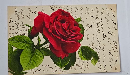 1908 год Открытка