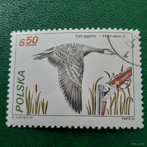 Польша 1981. Охота. Дикий гусь. Марка из серии