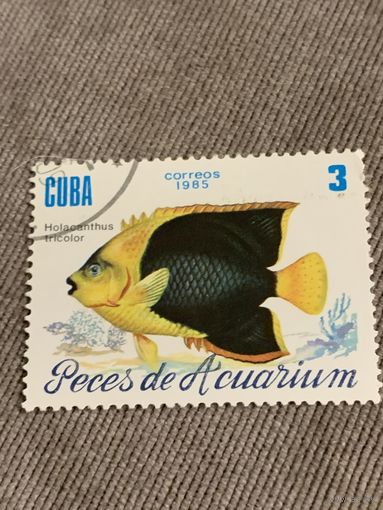 Куба 1985. Рыбы. Holacanthus tricolor. Марка из серии