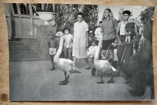Фото из СССР. "По улице гусей водили..." 12х18 см.