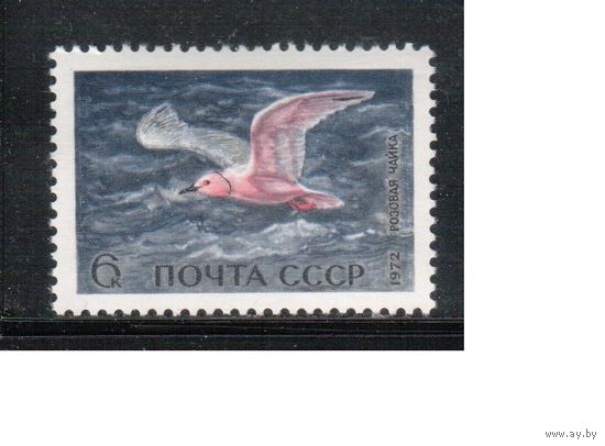 СССР-1972, (Заг.4025)  **, Фауна, Птицы, Розовая чайка