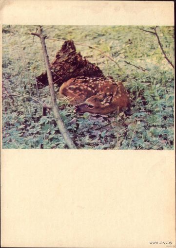 1963 год Белавежская пуща Оленёнок