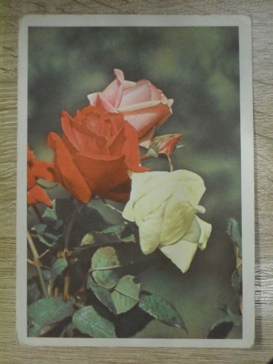 ПОДПИСАННАЯ ОТКРЫТКА СССР. ЦВЕТЫ. РОЗЫ. ФОТО. П. СМОЛЯКОВА. 1964 ГОД.