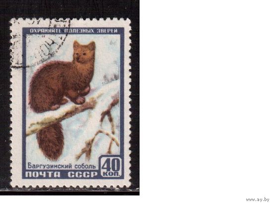 СССР-1957, (Заг.1913), гаш., Фауна, Соболь