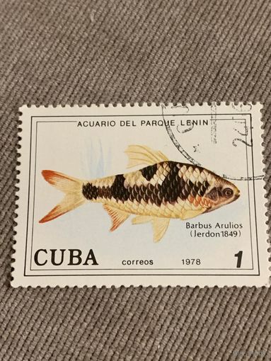 Куба 1978. Рыбы. Barbus Arulios. Марка из серии