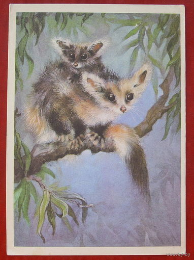 Гигантская сумчатая летяга. Чистая. 1982 года. Исаков. 121.