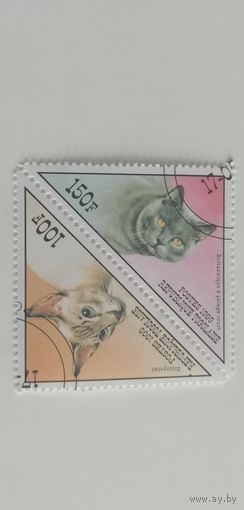Того 1999. Коты. ТетБеш