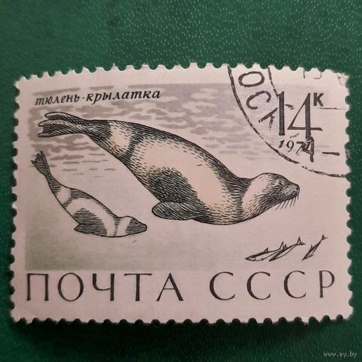 СССР 1971. Фауна. Тюлень-крылатка. Марка из серии