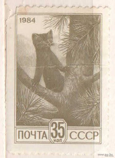 Соболь. 1 марка, 1984г., чистая. СССР.