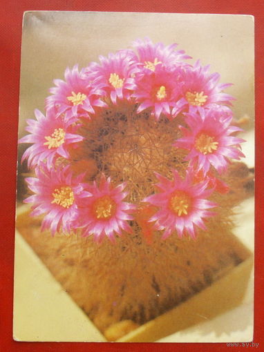 Кактус маммиллярия наиколючая. Чистая. 1985 года. 1881.