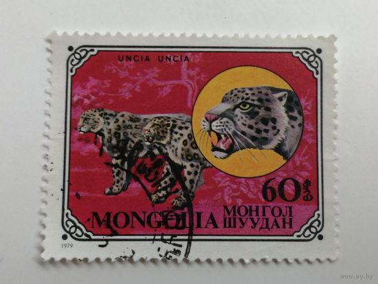 Монголия 1979. Дикие кошки.