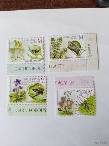 Беларусь  2025  4 м растения